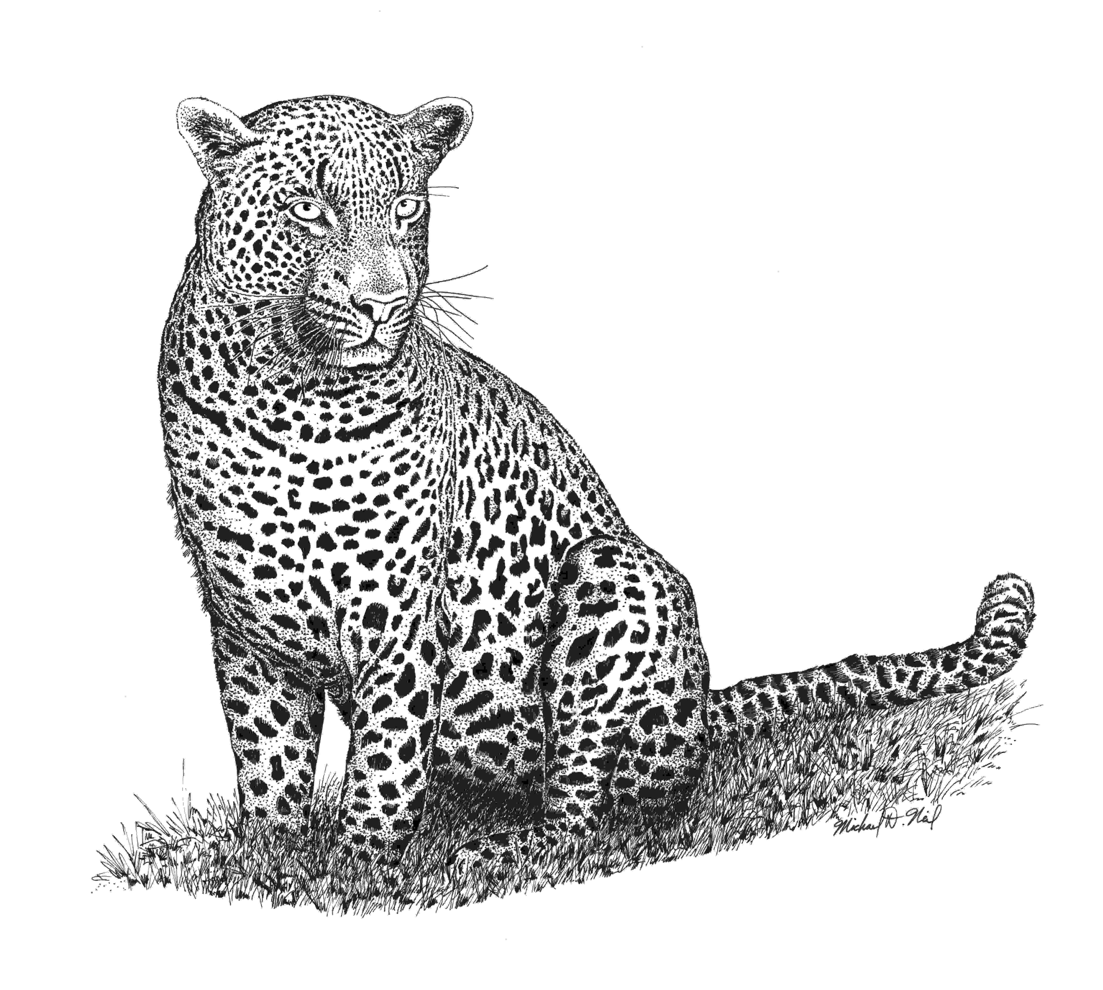 This is a drawing of a Leopard known as Big Boy on the Neil's trip to Botswana in 2004