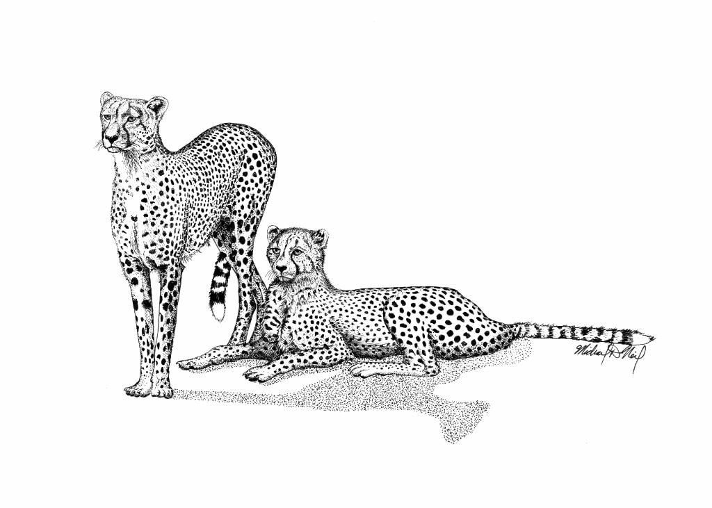 Cheetahs