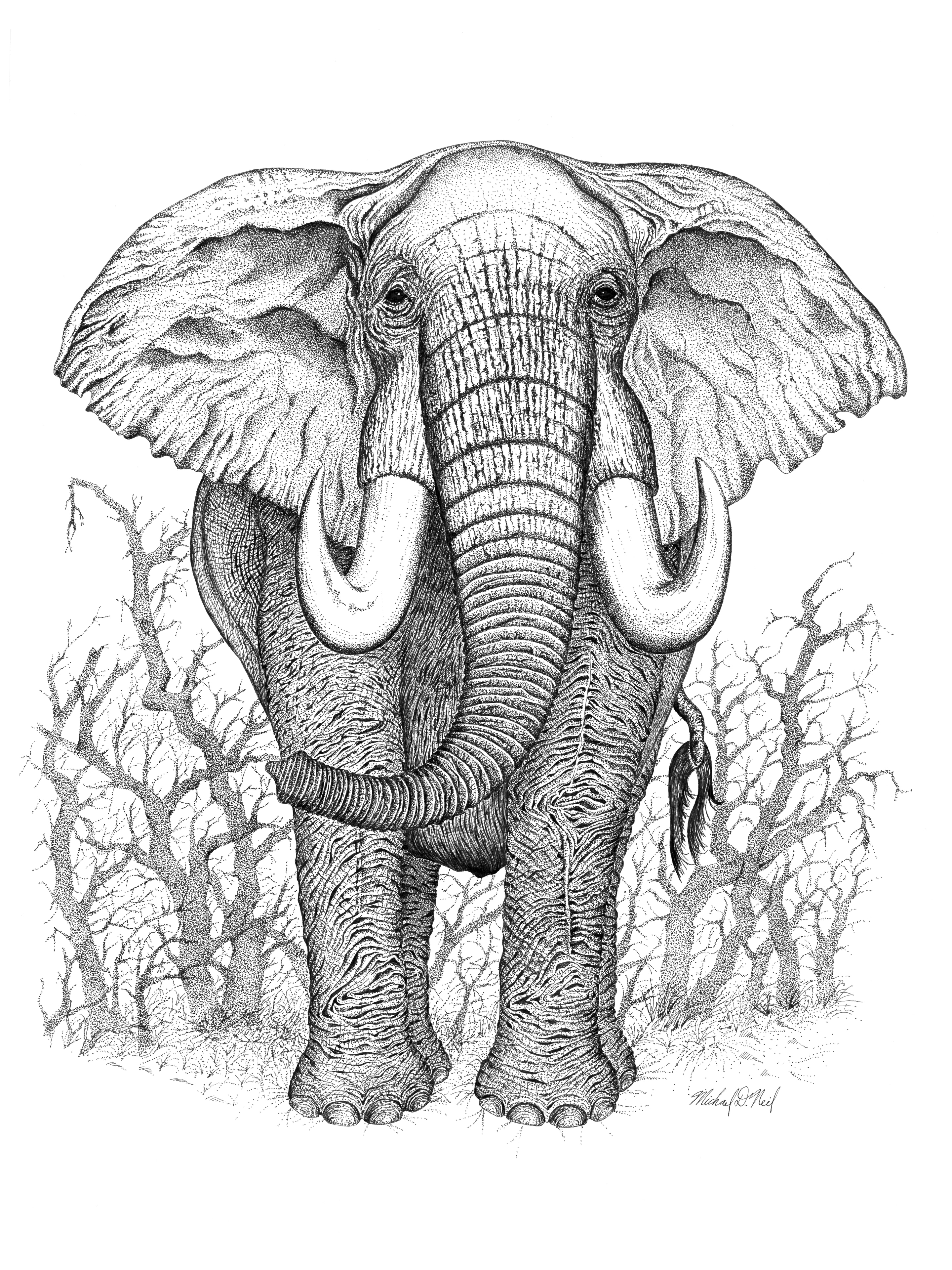 Bull Elephant