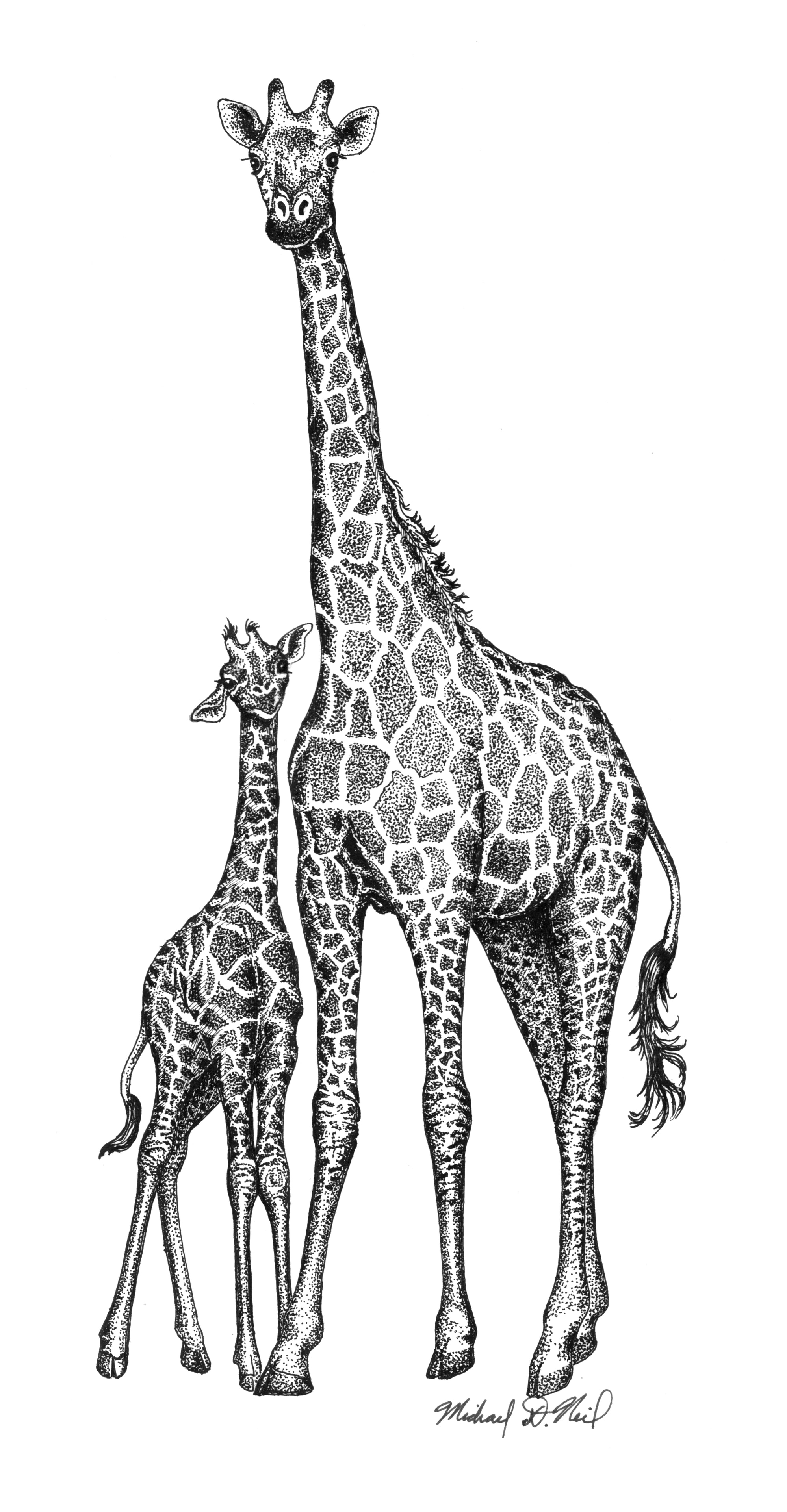 Giraffe with Calf