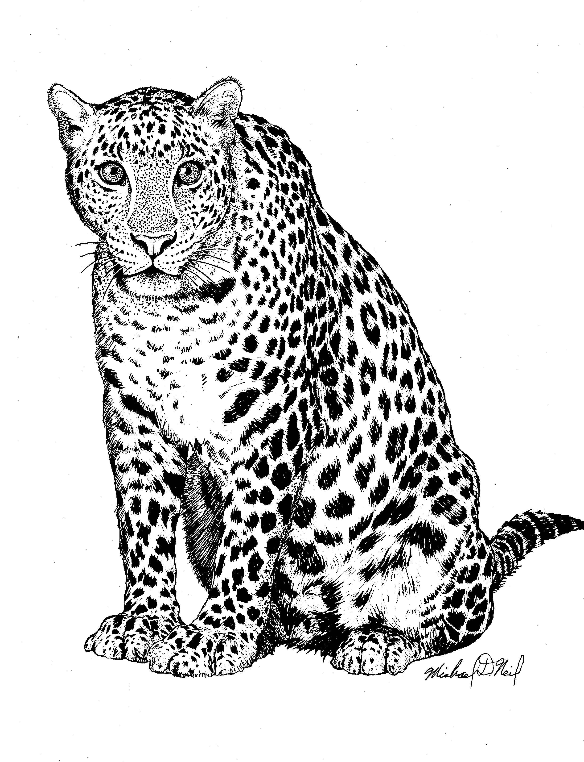 Leopard