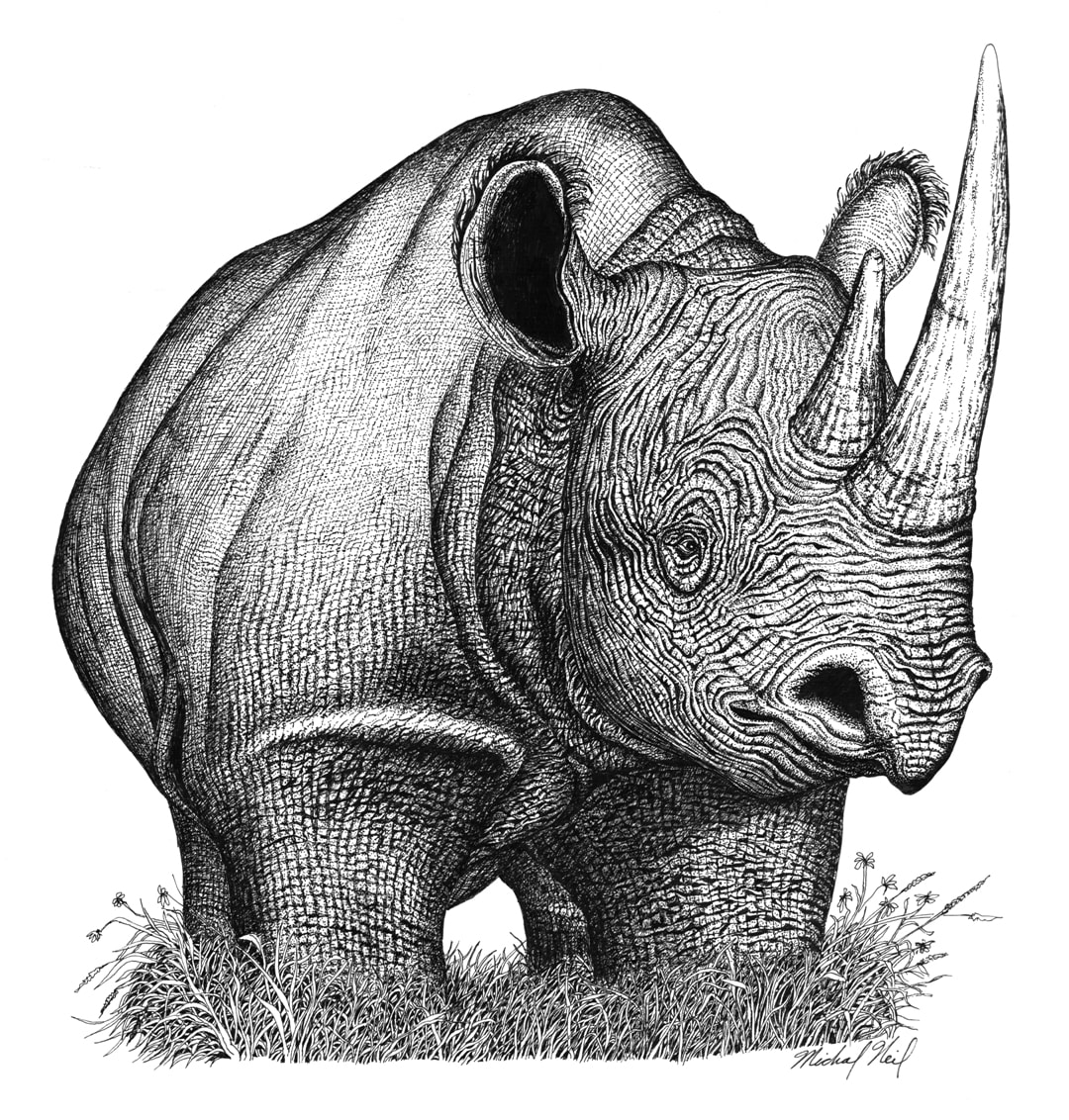 Black Rhino
