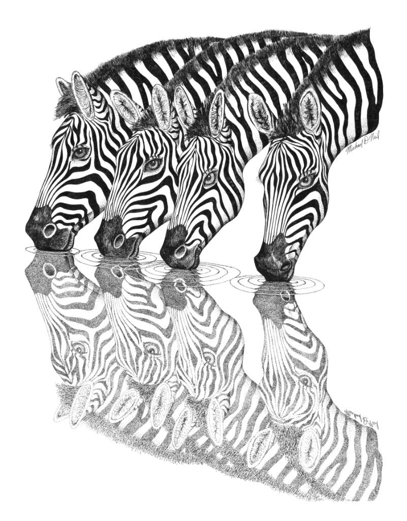 Pen and ink zebras drinking at a waterhole by Mike Neil