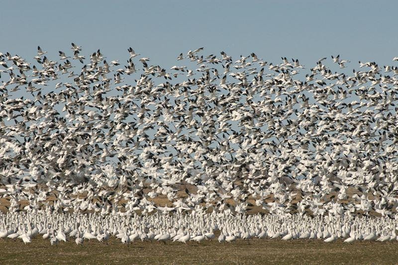 A massive flock of snow geese lifting off the Skagit flats